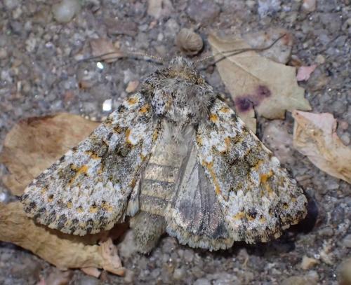 Réf. 273 487 : Hecatera dysodea